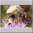 Macropis europaea - Schenkelbiene 01.jpg